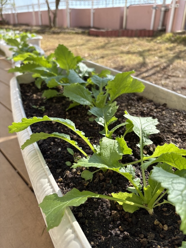 苗を植えました