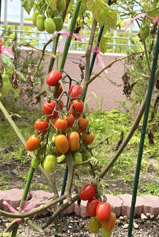 豊作です🍅